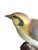 Wood carved bird. Austrain folk art called viechtau.