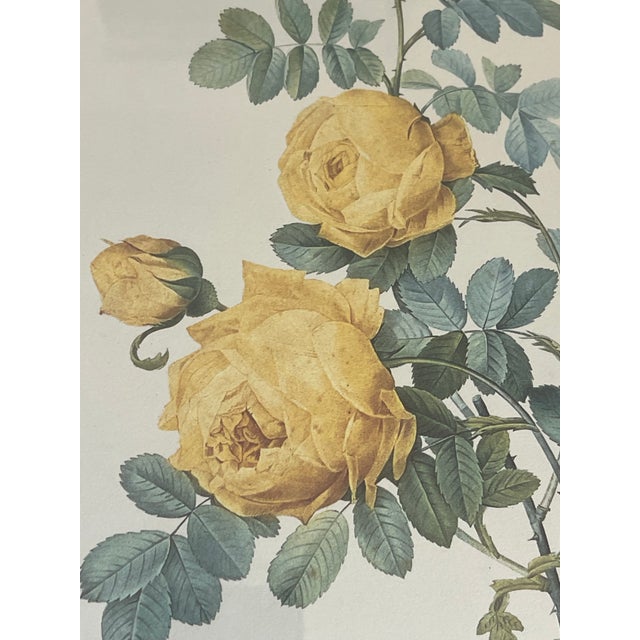 Paper 1960s Set of 4 P.J. Redoute Botanical Floral Chromolithographs Framed Reproduction For Sale - Image 7 of 9