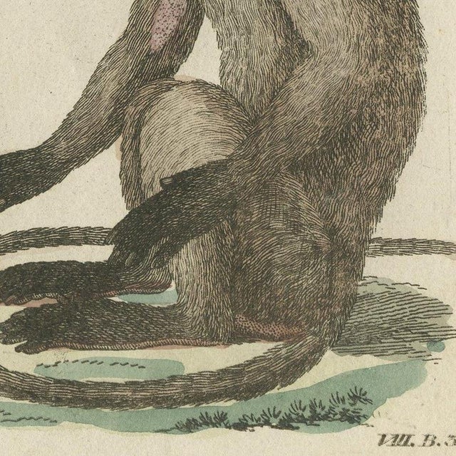 Bertuch, Gibbon and Monkeys, 1805, Print For Sale - Image 6 of 12