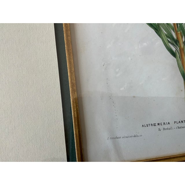 Paper Triple Matted Framed Botanical Illustration of a Lstroemeria Lily of THR Incas For Sale - Image 7 of 7