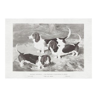 Cassell Dogs; Basset Hounds, Unframed Artwork For Sale