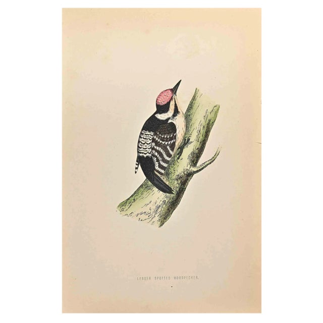 Alexander Francis Lydon, Lesser Spotted Woodpecker, Woodcut Print, 1870 For Sale