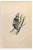 Alexander Francis Lydon, Lesser Spotted Woodpecker, Woodcut Print, 1870 For Sale
