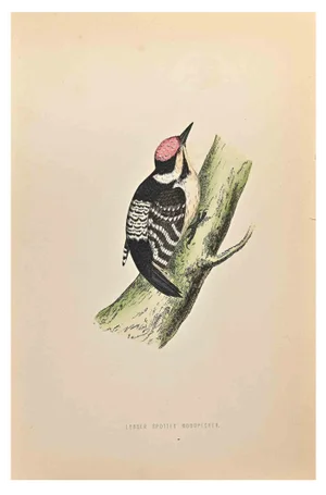 Alexander Francis Lydon, Lesser Spotted Woodpecker, Woodcut Print, 1870