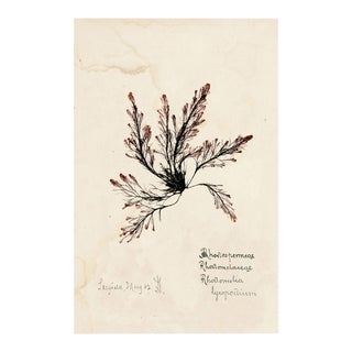 Capistrano Seaweed 15, Small, Unframed Artwork For Sale