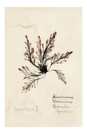 Capistrano Seaweed 15, Small, Unframed Artwork