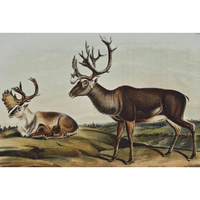 Realism Audubon Caribou or American Reindeer: Original 19th C. Audubon Hand-Colored Lithograph, 1849-1854 For Sale - Image 3 of 5