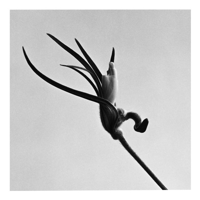 Early Bud - Black and White Floral Photography, Limited Edition of 20. 2023 For Sale