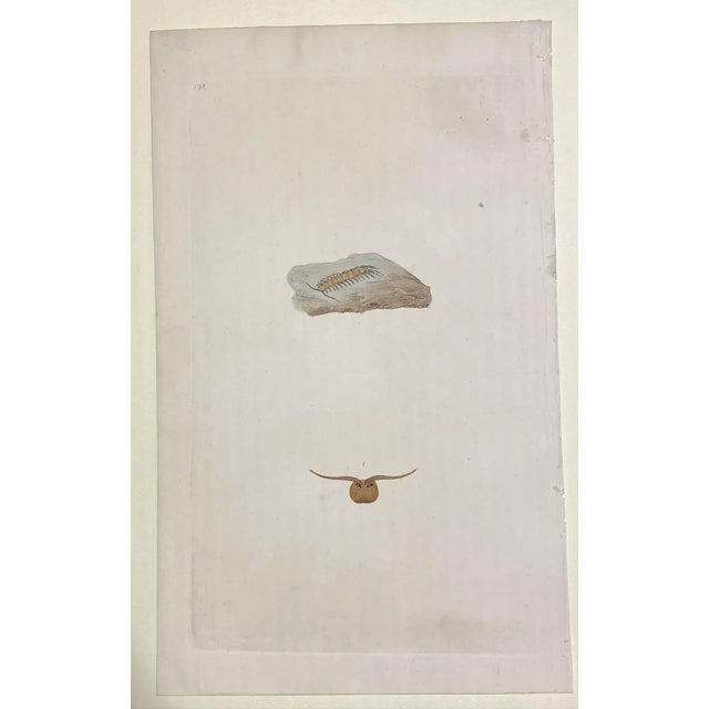 From a group 19th century hand colored engravings of insects removed from a volume on entomology. Combined shipping...