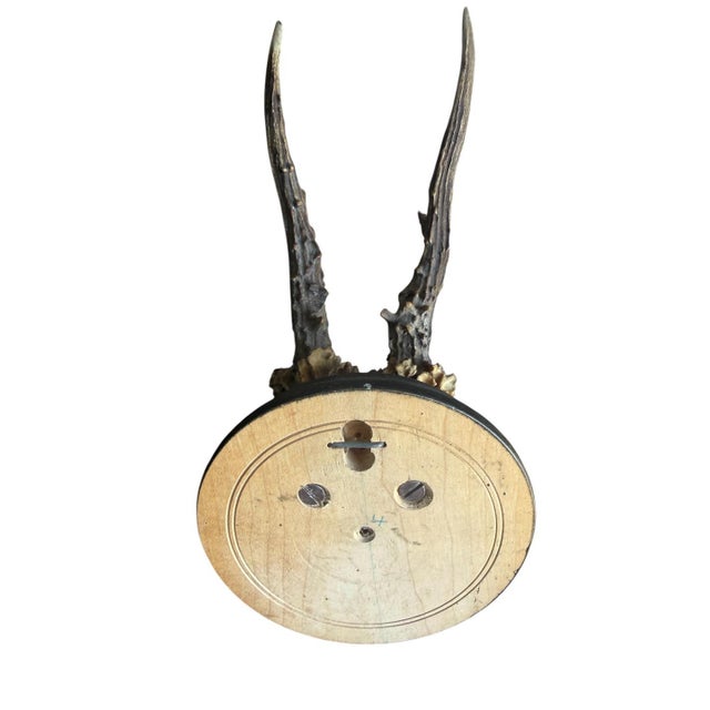 1900 - 1909 Roe Deer Trophy 211 Black Forest Antlers Mount For Sale - Image 5 of 5