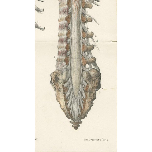 Hirschfeld and Leveille, Arteries of the Brain and Spinal Cord, 1866, Paper For Sale - Image 4 of 7