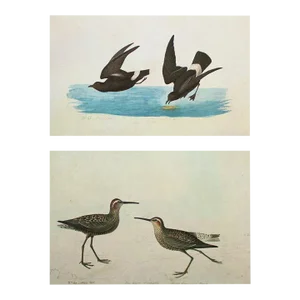 1966 Vintage Cottage Print, "Storm Petrel & Stilt Sandpiper" After John James Audubon