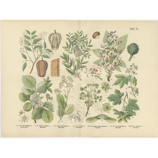 M. Fünfstück, Wildflowers & Medicinal Plants, 1890s, Chromolithograph, Set of 4 For Sale - Image 4 of 9