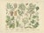M. Fünfstück, Wildflowers & Medicinal Plants, 1890s, Chromolithograph, Set of 4 For Sale - Image 4 of 9