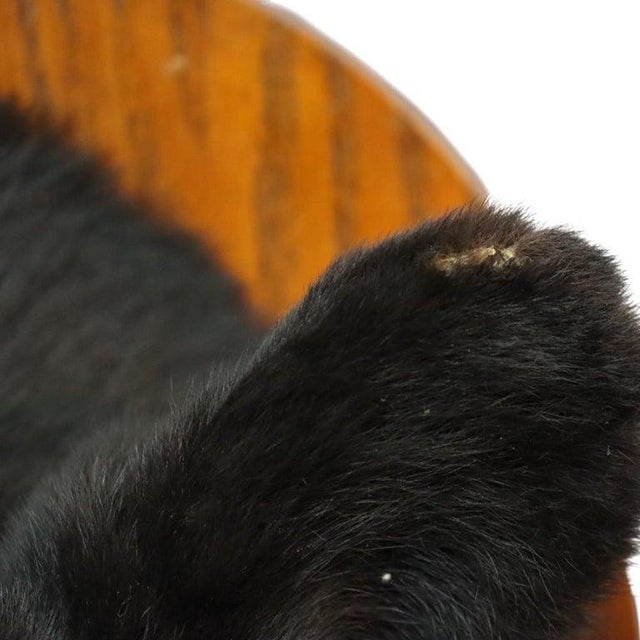 Black Vintage Black Bear Taxidermy Head Mount C1950 For Sale - Image 8 of 8
