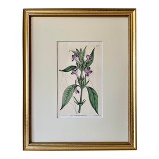 Antique Original Hand Colored Curtis Purple Floral Botanical Etching 1814 For Sale
