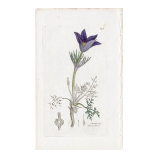 Antique Hand-Colored Botanical Print by the Sowerby Family — English Botany Series (C. 19th Century) P For Sale