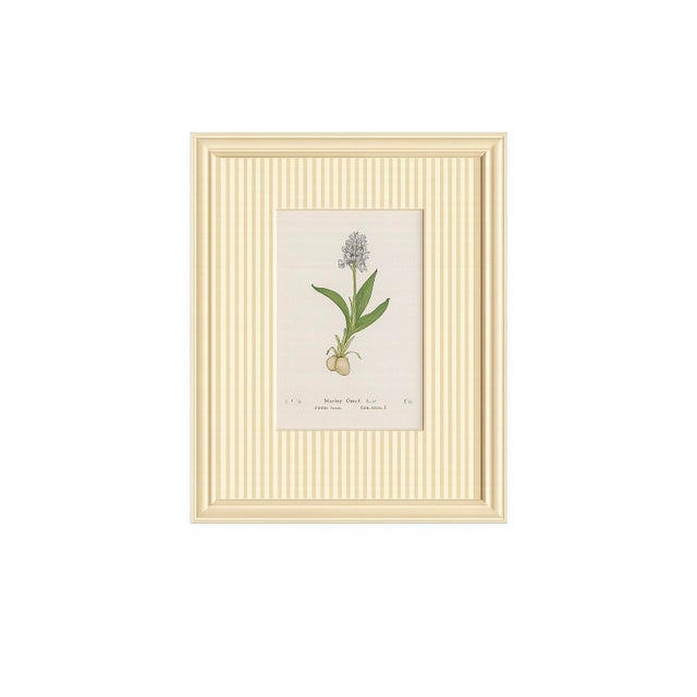 Set of Twelve Antique Alpine Botanical Chromolithographs Circa 1909 in Custom Frames. For Sale - Image 10 of 15