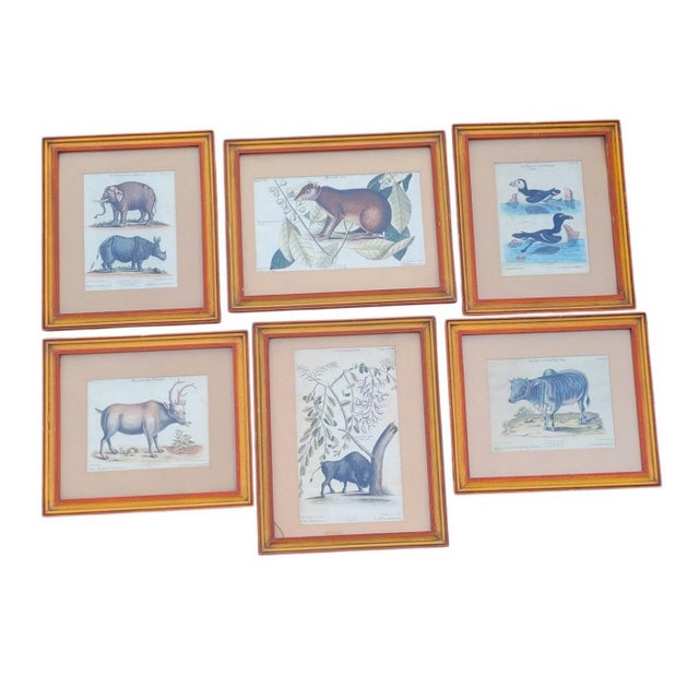A beautiful set of six finely hand-colored natural history engravings depicting various animal species from around the...