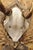 Antique Black Forest Victorian Wall Mounted Taxidermy Large Deer Skull & Antlers For Sale - Image 11 of 15