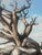 Mid-Century Modern Oil on Canvas, MCM 1960: Weathered, Sculpted Ancient Tree on Granite Outcrop, Signed Yoshii For Sale - Image 3 of 7