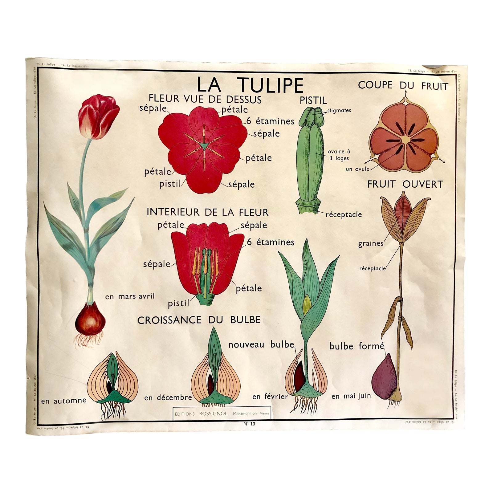 French Botanical School Poster Tulip Buttercup Flowers Plants