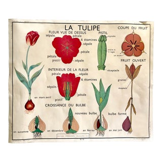 French Botanical School Poster Tulip & Buttercup Flowers Plants Chart For Sale