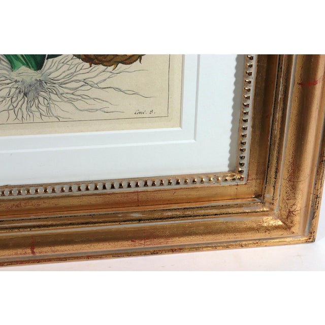 Sculpture Materials Botanical Hand-Colored Engraving of a Pineapple, Georg Eberhard Rumphius 1741–1750) For Sale - Image 7 of 8