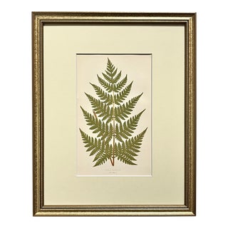 Antique Botanical Lithograph of a Fern Print by Edward J. Lowe London C.1867 For Sale