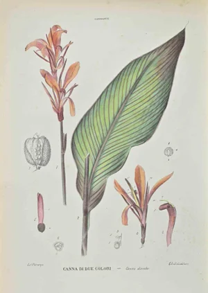 Vincenzo Tenore, Two,Colored Cane, Lithograph, 1870s