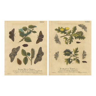 Albin, Moths with Oak Leaves, Hand-Colored Engravings, 1720, Set of 2 For Sale