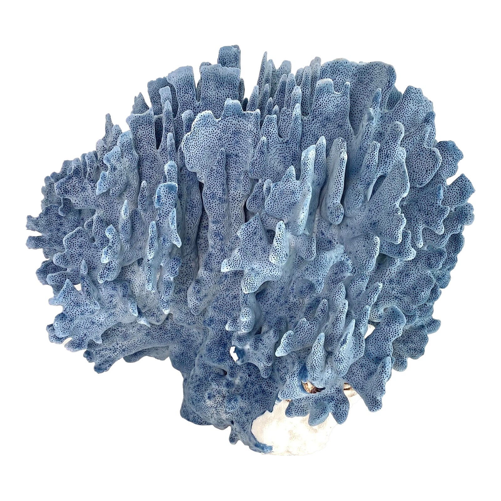 Natural Blue Coral Specimen Coastal Home Chairish
