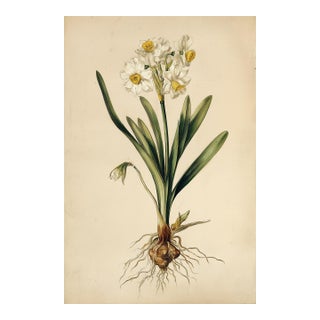 6" X 9" 'Wild Daffodil' or 'Lent Lily' - Original Botanical Floral Watercolor & Pencil Fine Art Print /Herbarium For Sale