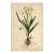6" X 9" 'Wild Daffodil' or 'Lent Lily' - Original Botanical Floral Watercolor & Pencil Fine Art Print /Herbarium For Sale
