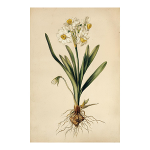 6" X 9" 'Wild Daffodil' or 'Lent Lily' - Original Botanical Floral Watercolor & Pencil Fine Art Print /Herbarium