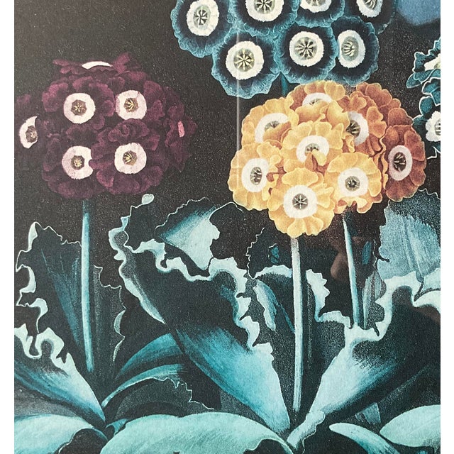 Illustration Framed Botanical Print From Dr. Robert Thornton's Temple of Flora (1812) "A Group of Auriculas" For Sale - Image 3 of 9