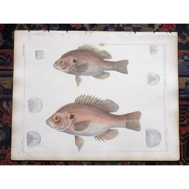 Realism Antique 19th Century Hand Colored Fish Lithographs - Set of 3 For Sale - Image 3 of 5