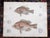 Realism Antique 19th Century Hand Colored Fish Lithographs - Set of 3 For Sale - Image 3 of 5