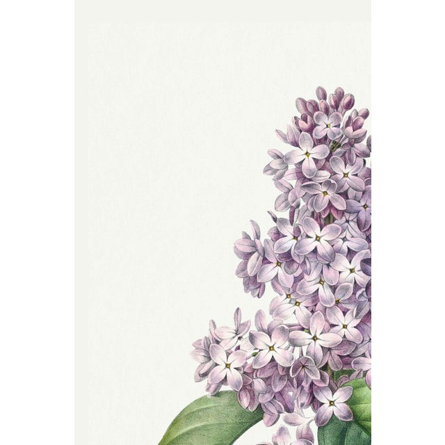 Illustration Lilac by Redouté, Vintage Botanical Art Print, 40" X 60" For Sale - Image 3 of 9
