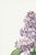 Illustration Lilac by Redouté, Vintage Botanical Art Print, 40" X 60" For Sale - Image 3 of 9