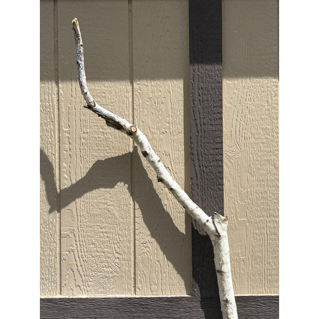 Real white birch branch cut from the Treasure Valley, ID (2013), trimmed to perfection, height at 74" with 19" wide and 4"...