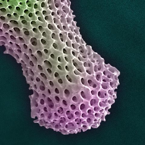 2020s “Fidget” Radiolarian Digital Painting by Modernist Andrew Leonard For Sale - Image 5 of 5