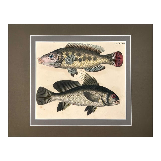 1826 Antique Hand-Colored Fish Lithograph | Archivally Matted For Sale