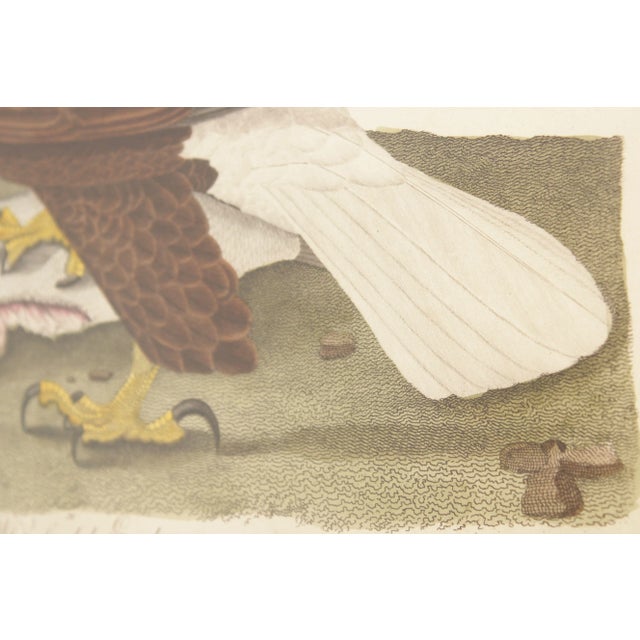 Alexander Lawson 'White-Headed Eagle' Hand Colored Engraving For Sale - Image 9 of 13
