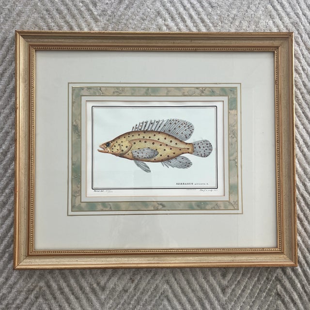 Vintage Italian hand colored limited edition engraving of tropical fish Edizioni Ponte Vecchio Florence Italy Hand Colored...