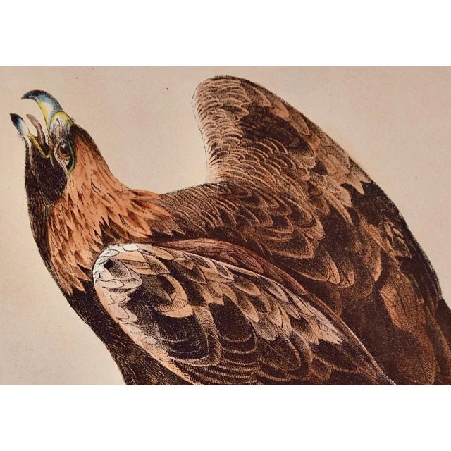Realism Audubon Golden Eagle: An Original 19th C. Audubon Hand-Colored Bird Lithograph, 1870 For Sale - Image 3 of 5