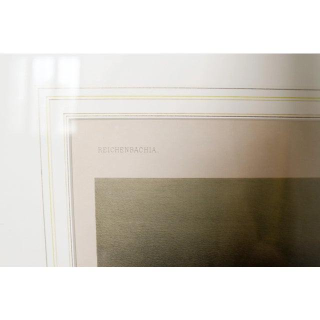 Late 19th Century Late 19th Century Large Gold Wood Framed Orchid Laelia Prestans Chromolithograph From Reichenbachia For Sale - Image 5 of 9