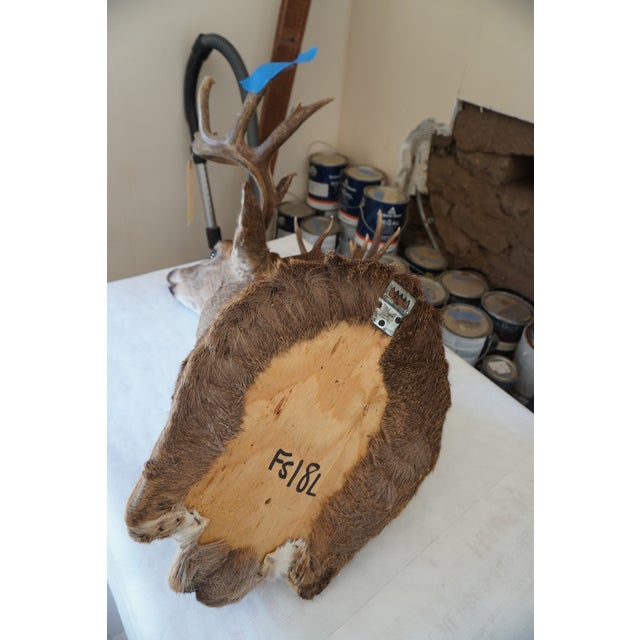 White Tail Deer Head & Shoulder Mount For Sale - Image 18 of 18