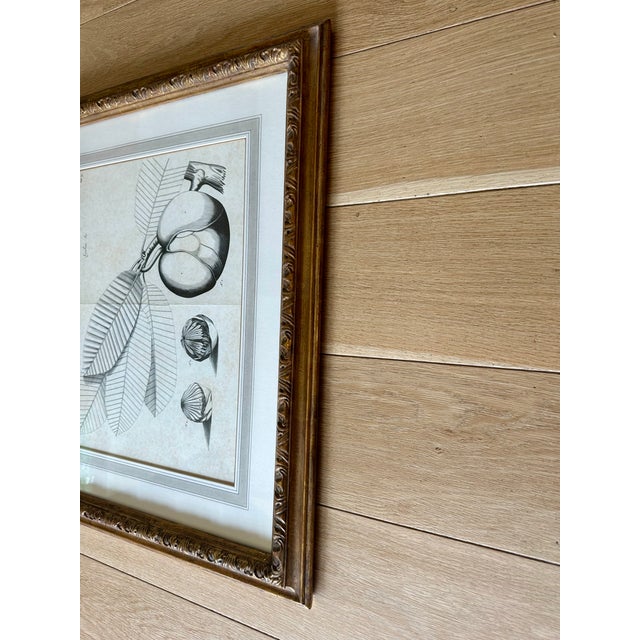 Dennis & Leen Botanical Print With Gilded Frame DL-Art 33 For Sale - Image 4 of 7