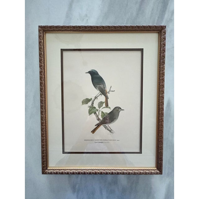 Birds of Sweden Chromolithograph Columba Oenas For Sale - Image 4 of 7